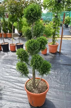 Cupressocyparis leylandii...