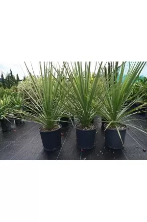 Dracaena Indivisa 2