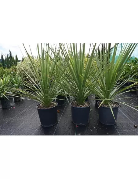 Dracaena Indivisa