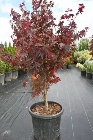 ACER PALMATUM