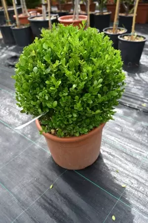 BUXUS MICROPHYLLA FAULKNER...