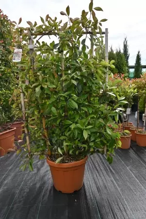 PHOTINIA FRASERI RED ROBIN... 2
