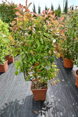 PHOTINIA FRASERI RED ROBIN...
