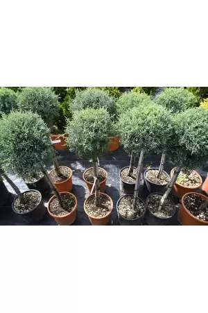 Cupressus Arizonica 2