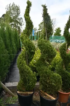 Cupressocyparis leylandii... 2