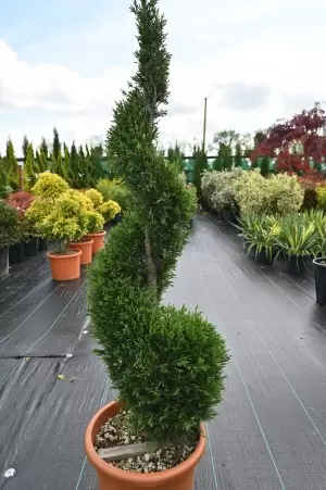 Cupressocyparis leylandii... 2