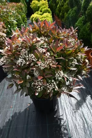 PHOTINIA FRASERI RED ROBIN...