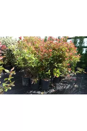 PHOTINIA FRASERI 'COMPACTA'