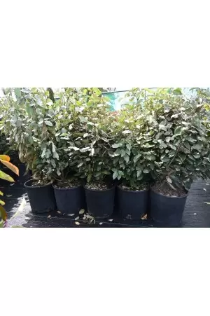ELAEAGNUS EBBINGEI 2