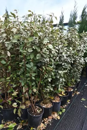 ELAEAGNUS EBBINGEI