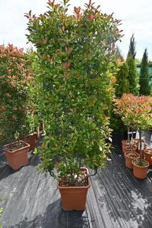 PHOTINIA COMPATTA SPALLIERA