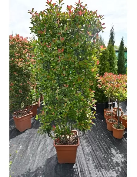 PHOTINIA COMPATTA SPALLIERA