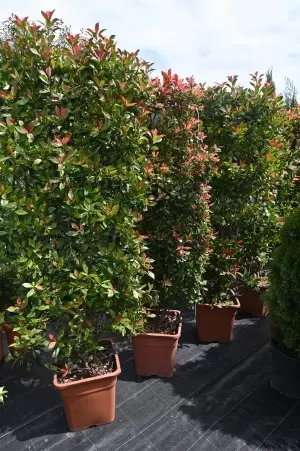 PHOTINIA COMPATTA SPALLIERA 2