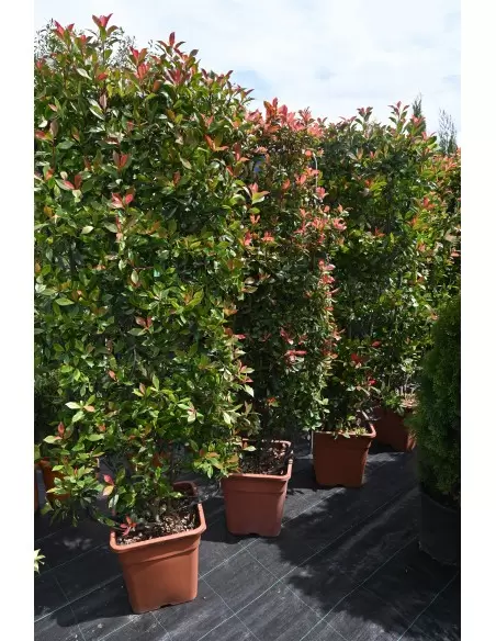 PHOTINIA COMPATTA SPALLIERA
