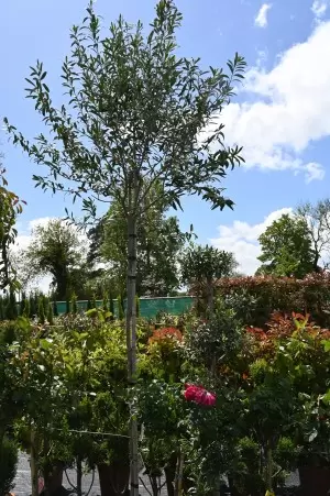 OLEA EUROPAEA LECCINO