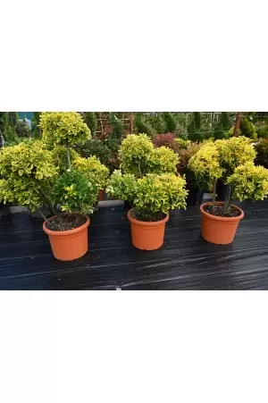 EUONIMUS JAPONICUS 'AUREUS'...