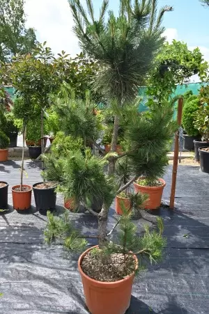 PINUS NIGRA AUSTRIACA PON-PON