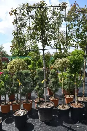 PHOTINIA FRASERI RED ROBIN....