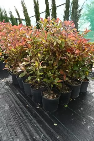 PHOTINIA VULCANO