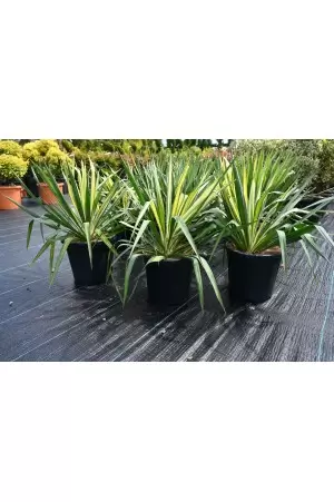 YUCCA