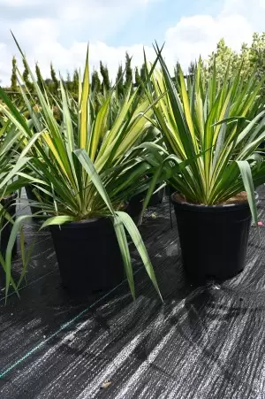 YUCCA 2