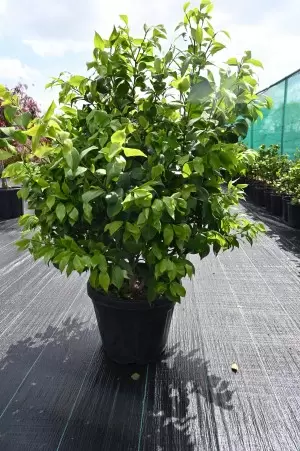 CAMELLIA JAPONICA ''C.SSA...