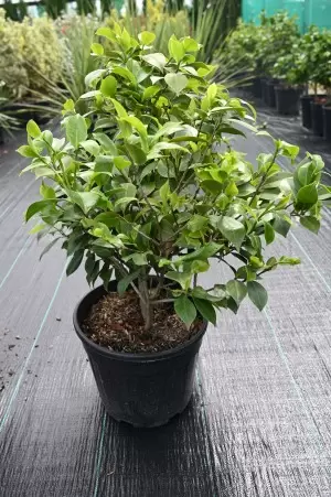 CAMELLIA JAPONICA