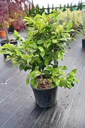 CAMELLIA JAPONICA 2