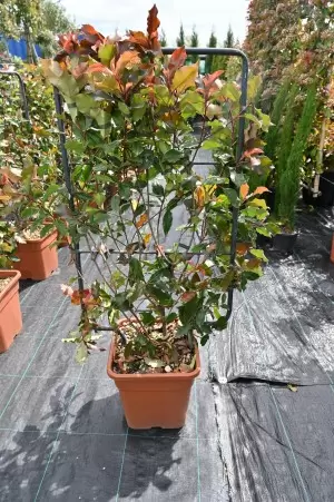 PHOTINIA VULCANO SPALLIERA