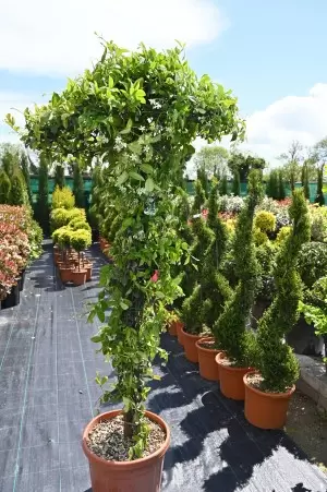 RHYNCOSPERMUM JASMINOIDES...