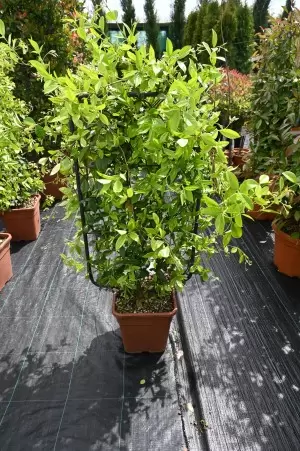 RHYNCOSPERMUM JASMINOIDES...