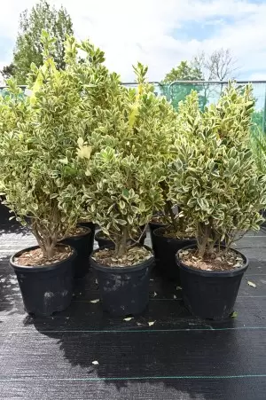 EUONYMUS JAPONICUS BRAVO