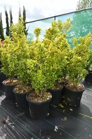 EUONYMUS JAPONICUS AUREA
