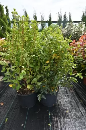 VIBURNUM TINUS