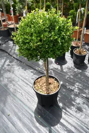 BUXUS MICROPHYLLA FAULKNER...