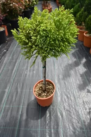 CRYPTOMERIA JAPONICA ELEGANS