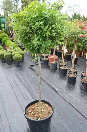 EUONYMUS ALATUS COMPACTUS