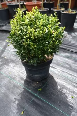 ILEX DARK GREEN CRENATA BALL
