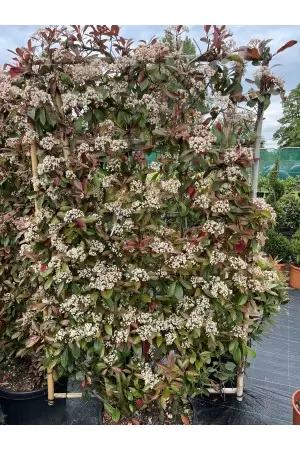 PHOTINIA FRASERI RED ROBIN... 2