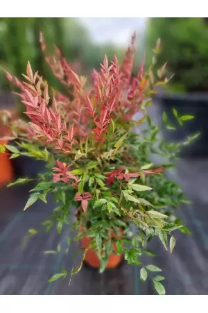 NANDINA OBSESSED 2