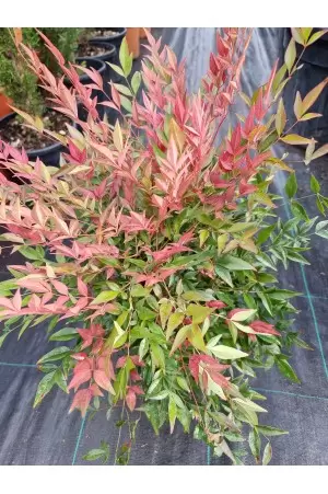 NANDINA OBSESSED