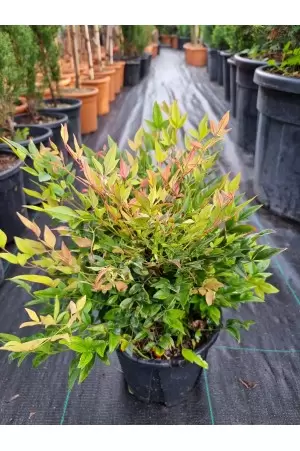 NANDINA GULFSTRAM