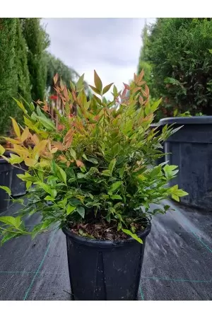 NANDINA GULFSTRAM 2