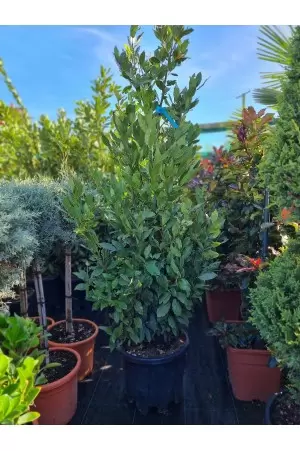 LAURUS NOBILIS 2