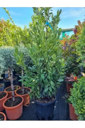 LAURUS NOBILIS