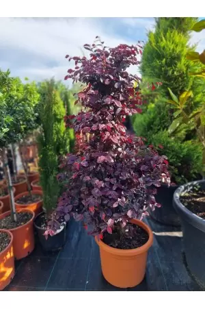 LOROPETALUM FIRE DANCE CONO