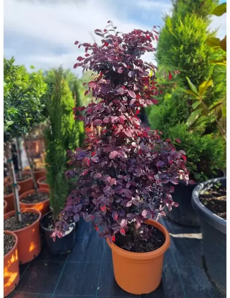 LOROPETALUM FIRE DANCE CONO