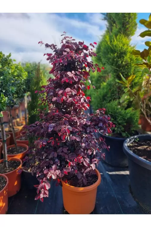 LOROPETALUM FIRE DANCE CONO