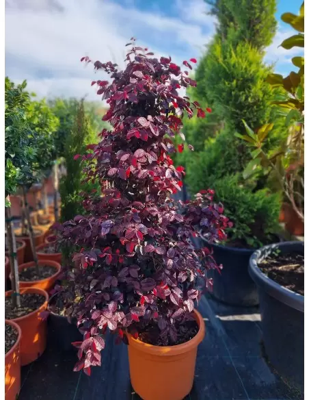 LOROPETALUM FIRE DANCE CONO