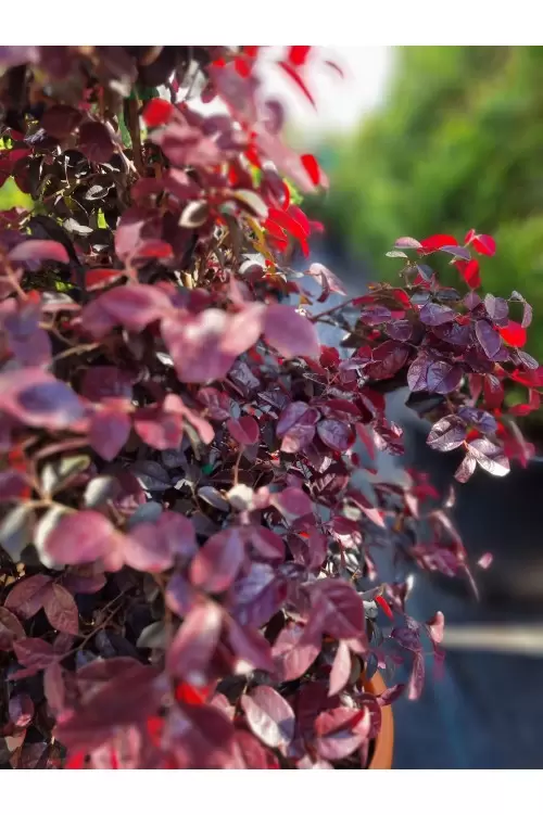 LOROPETALUM FIRE DANCE CONO